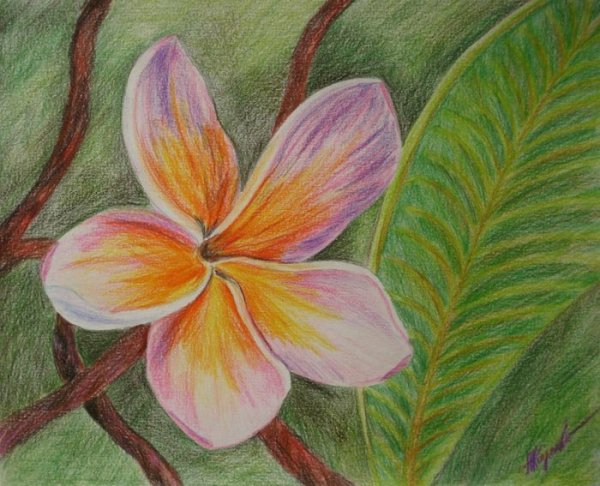 Катарина Кляйн ирисы