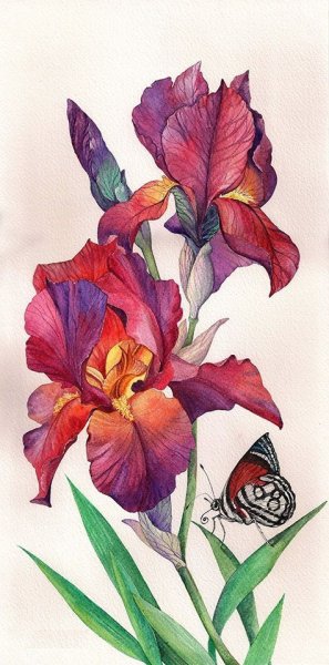 Поэтапное рисование лилии карандашом