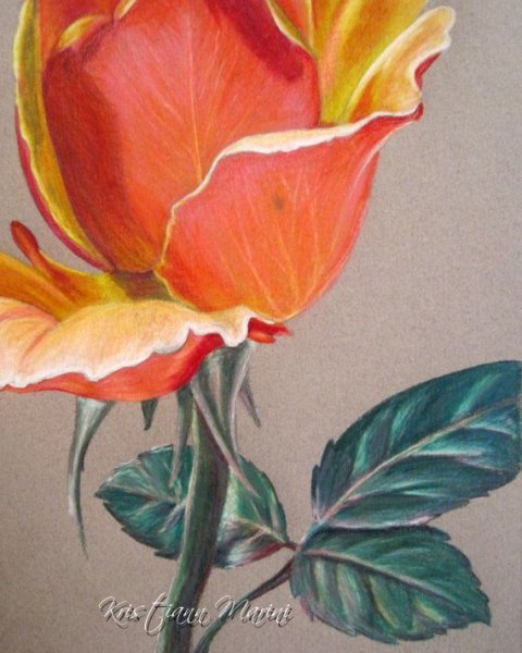 Реалистичные цветы цветными карандашами