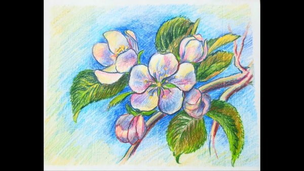 Растения цветными карандашами