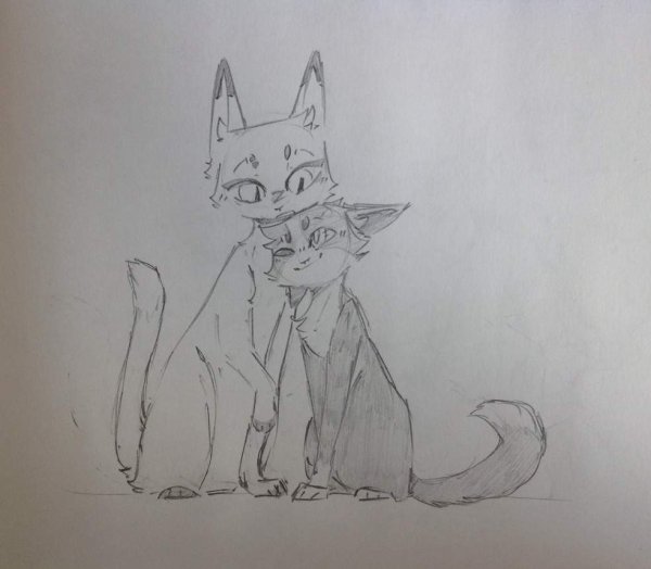 Коты Воители скетчи