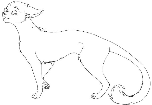 Коты Воители для срисовки