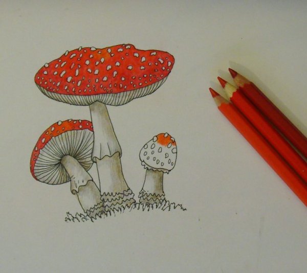 Мухомор раскраска