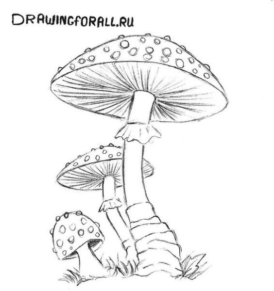 Мухомор карандашом для детей