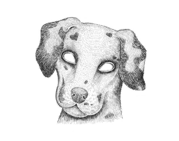 Морда собаки