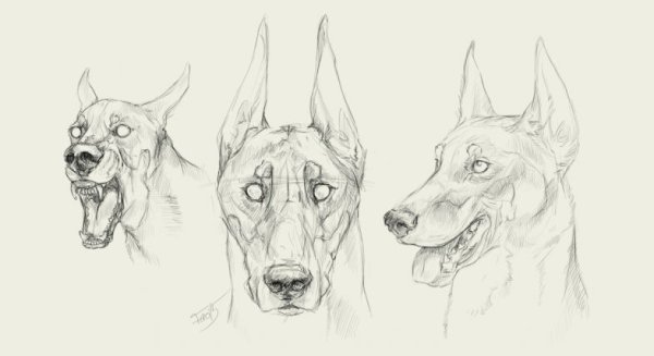 Доберман референс анатомия