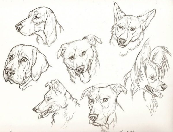 Собака в разных ракурсах