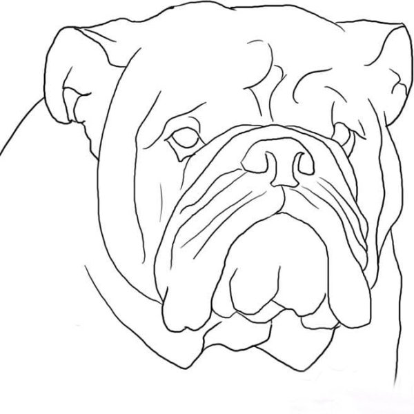 Бульдог для срисовки