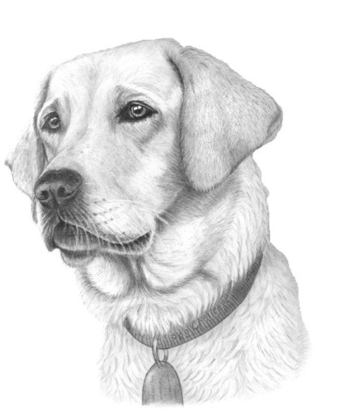 Лабрадор эскиз