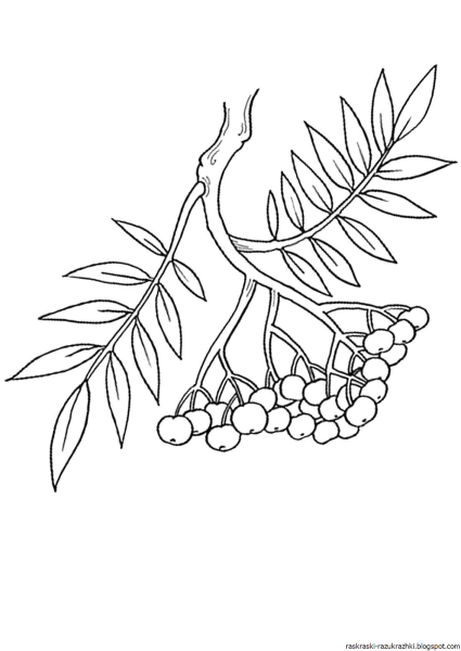 Раскраска черноплодная рябина для детей