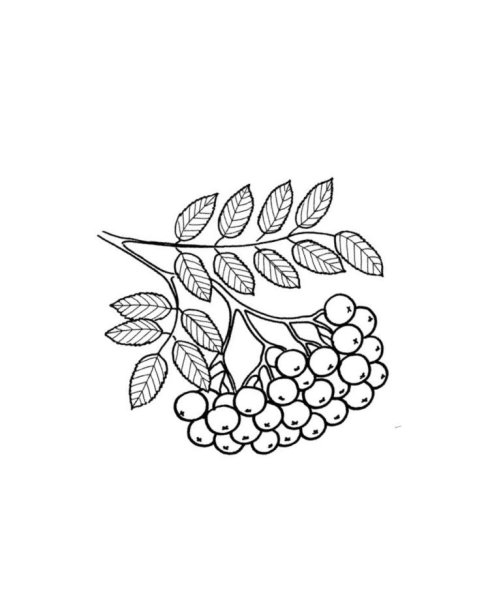 Ветка рябины раскраска для детей