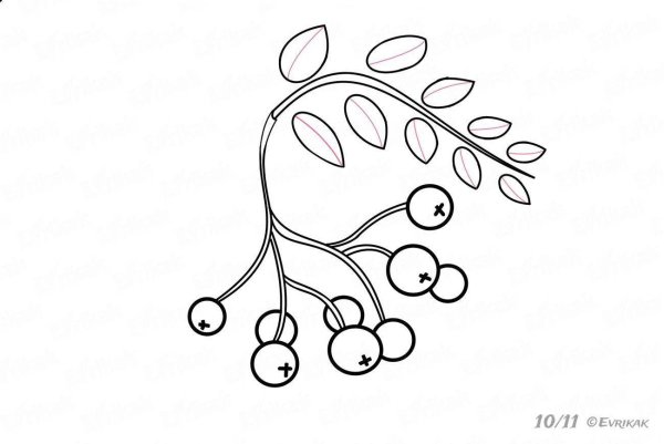 Рябина раскраска