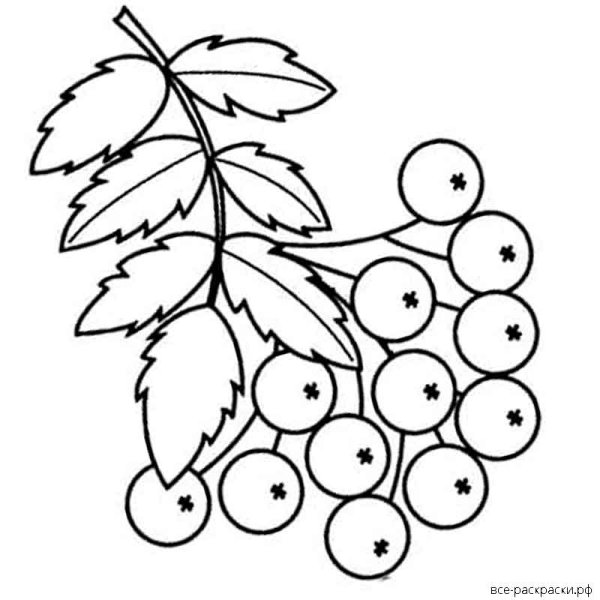 Ветка рябины рисование