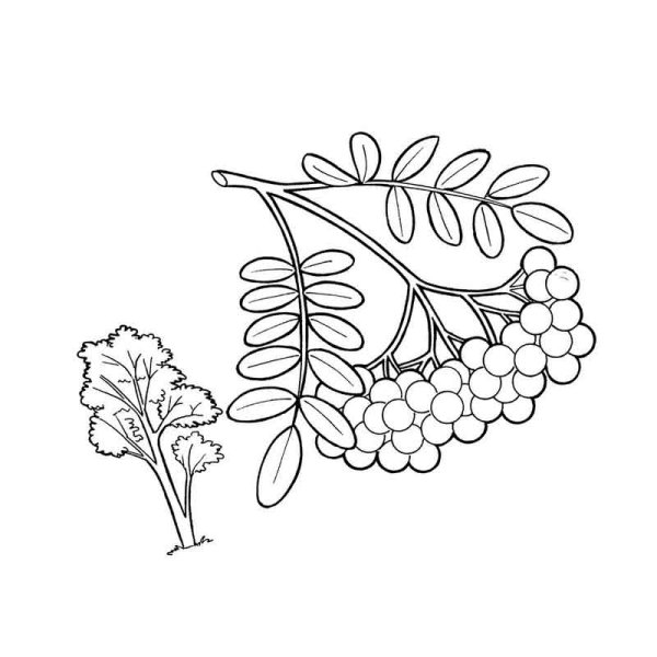 Рябина раскраска