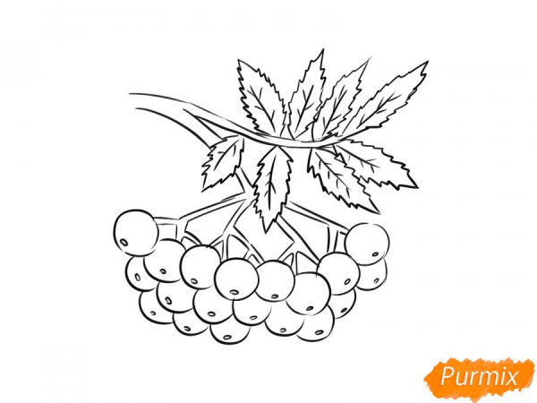 Рябина раскраска