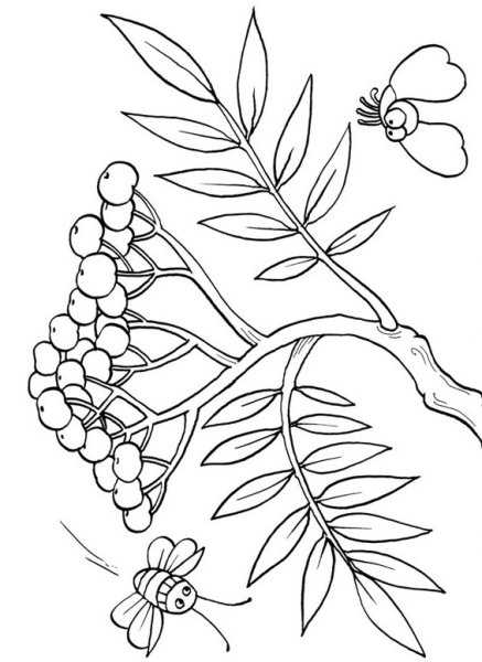 Калина рисунок для детей