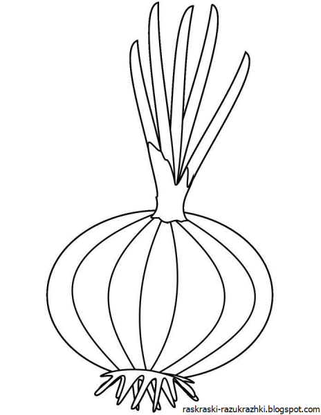 Луковица карандашом