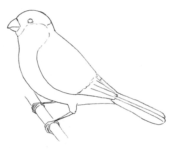 Синица narisovat