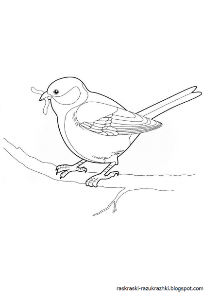 Зарянка раскраска для детей