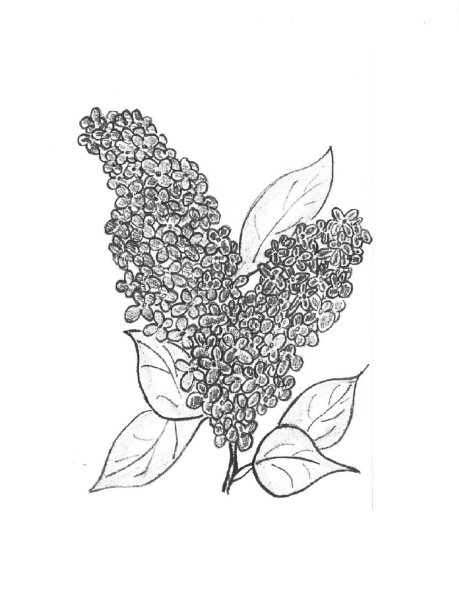 Сирень карандашом