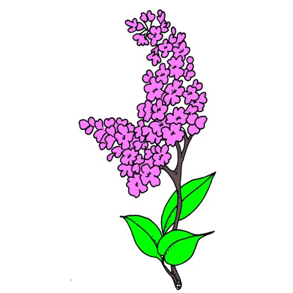 Сирень контур