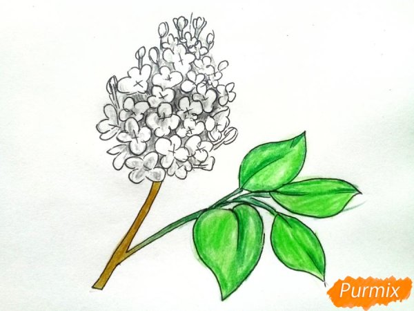 Букет сирени рисунок