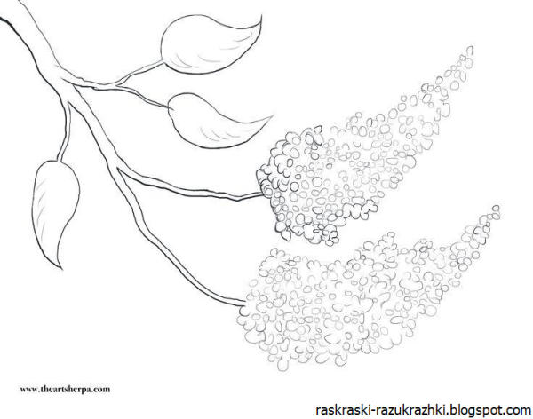 Сирень раскраска для детей