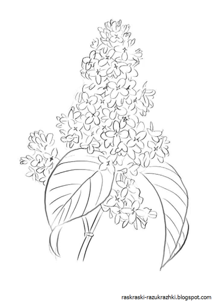 Веточка сирени для рисования