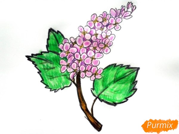 Рисунок сирени фломастерами для детей