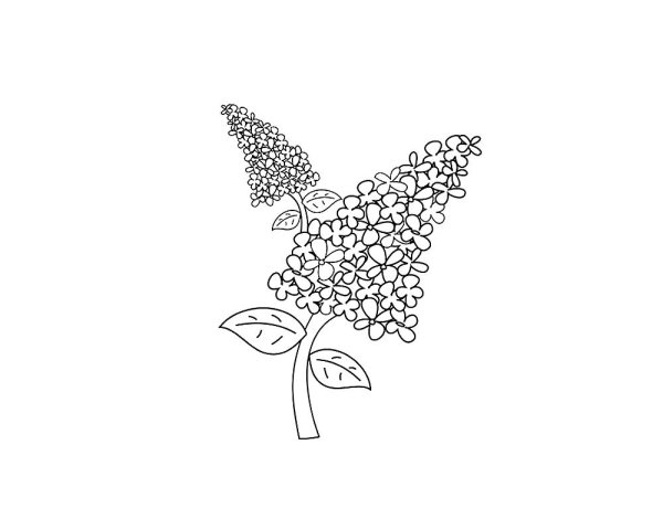 Букет сирени карандашом