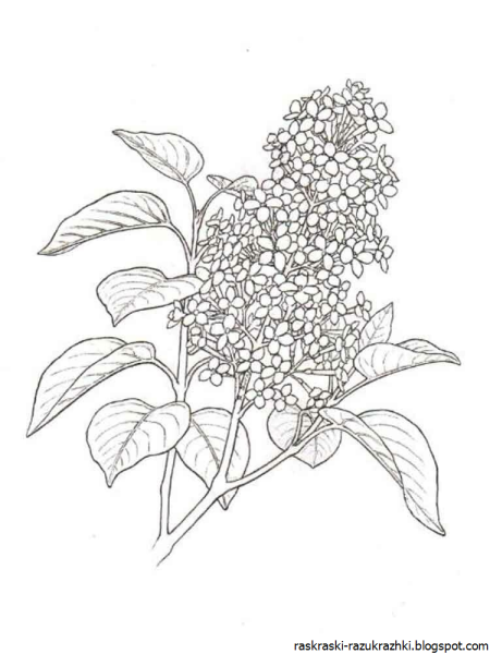 Нарисовать букет сирени карандашом