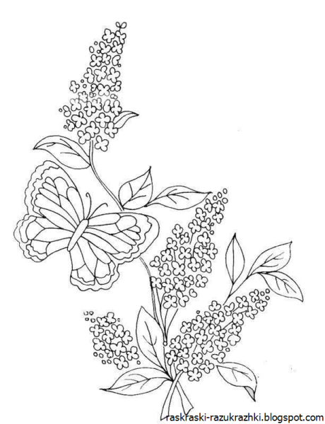 Сирень для срисовки