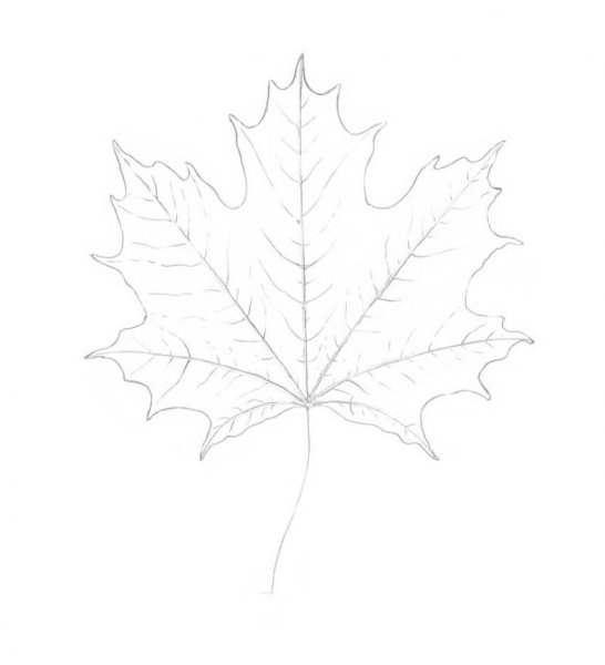 Кленовый лист раскраска