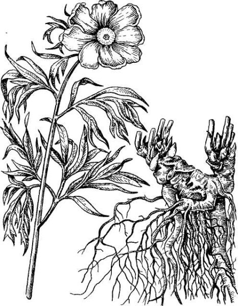 Pierre Joseph Redouté(1759-1840).цветы.