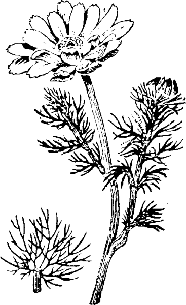 Адонис весенний нарисовать