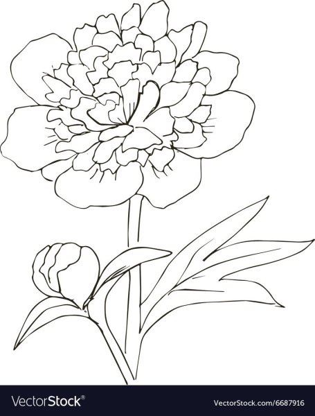 Пион тонколистный черно белый