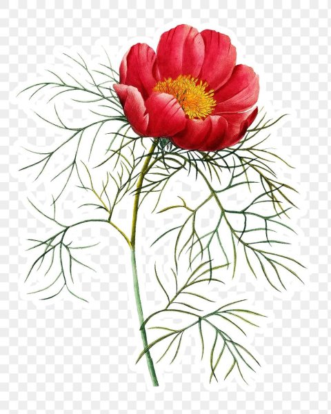 Пион узколистный Марьин корень