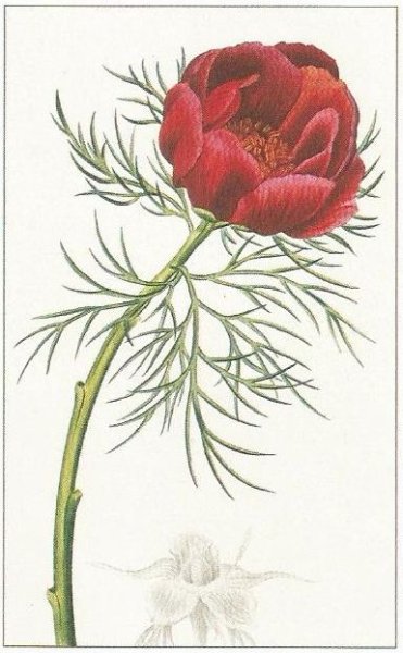 Пион тонколистный раскраска