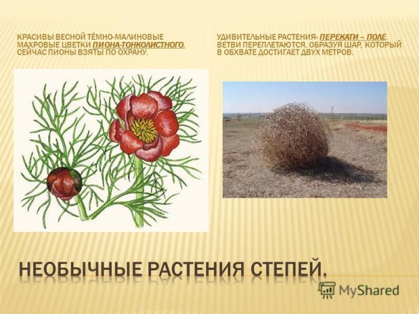 Ветреница Лесная