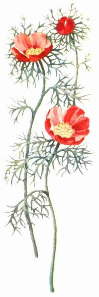 Пион тонколистный черно белый