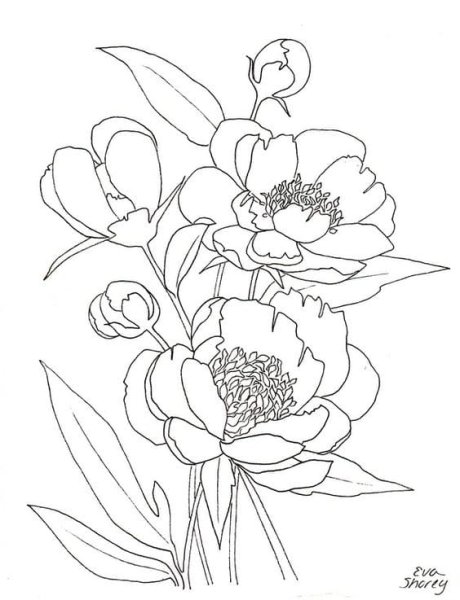 Адонис весенний