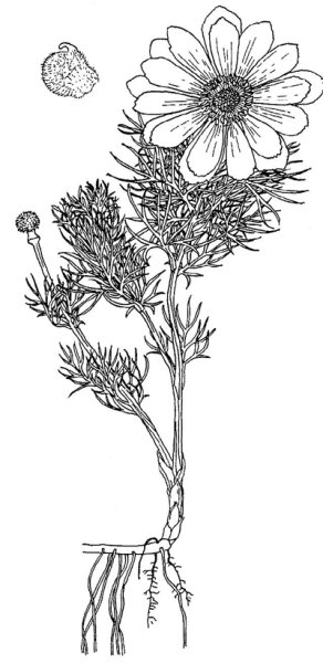 Пион тонколистный Ботанический атлас