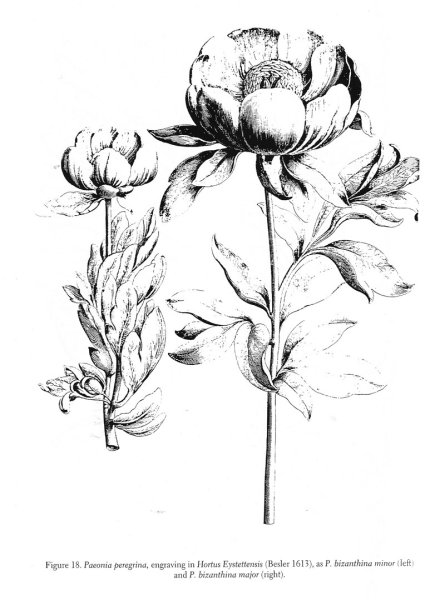 Пион узколистный красная книга Ростовской области