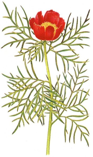 Пион тонколистный рисунок