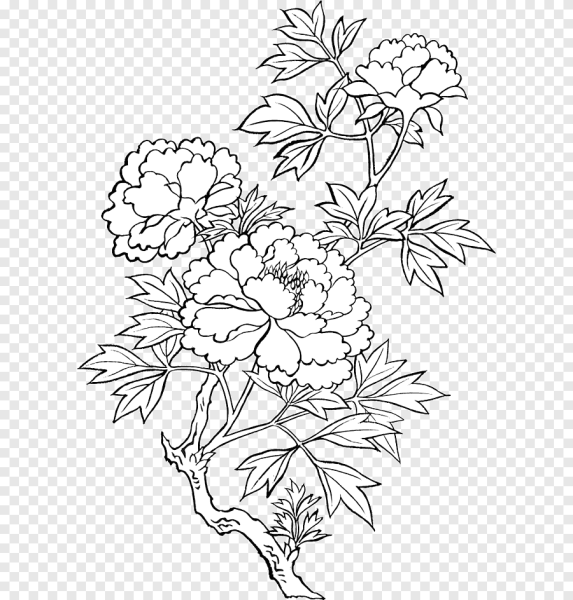 Цветок купальница европейская раскраска