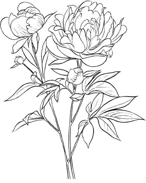 Пион тонколистный корень