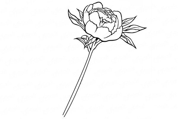 Пион тонколистный раскраска