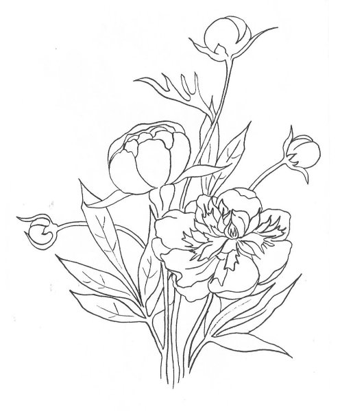 Пион тонколистный контур