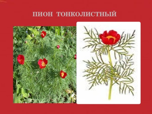 Адонис весенний рисунок раскраска