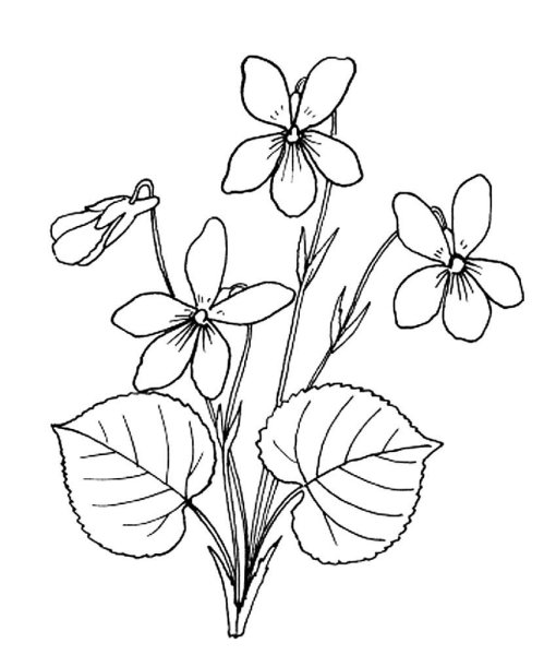 Фиалка узамбарская рис